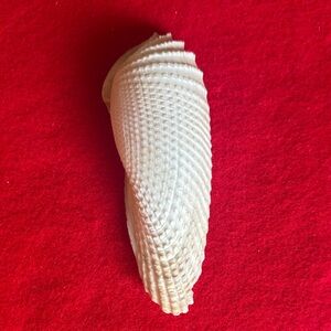 Angel Wing Clam Shell Decor
